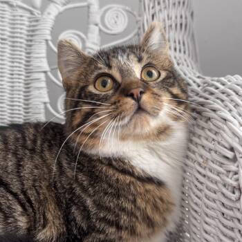 Domestic Short Hair Cats Available for Adoption - Leocadia Arundel 55724 | PetCurious