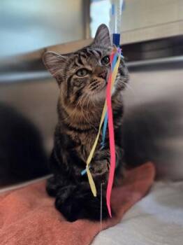 Domestic Medium Hair and Domestic Short Hair Cats Available for Adoption in Westland, Michigan - Slotted Spoon | PetCurious