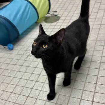Jet -  Domestic Short Hair Cat Available for Adoption in Westhampton, New York - Jet | PetCurious