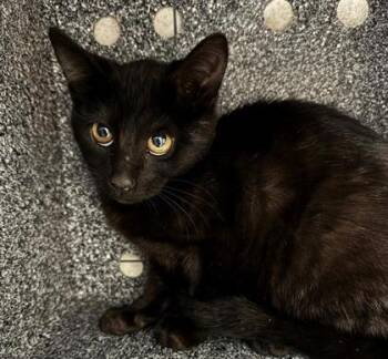 Domestic Short Hair Cats Available for Adoption - Cherub | PetCurious