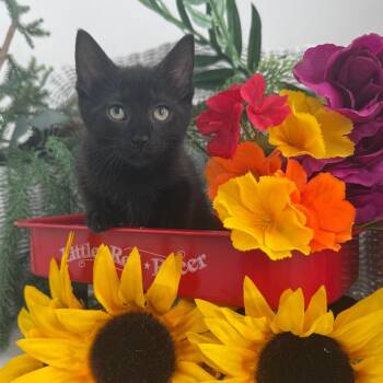 Kia Rover 56555 -  Domestic Short Hair Cat for Adoption in Eaton Rapids, Michigan - Kia Rover 56555 | PetCurious