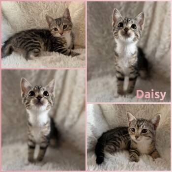 Daisy -  Domestic Short Hair Cat for Adoption in Windy Hills, Kentucky - Daisy | PetCurious