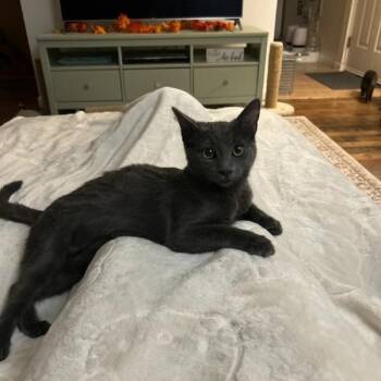 Winnifred -  Domestic Short Hair Cat for Adoption in Salt Lake City, Utah - Winnifred | PetCurious
