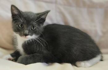 Boots -  Tuxedo and Domestic Short Hair Cat for Adoption in Walnut Creek, California - Boots | PetCurious