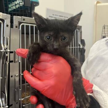 Teriyaki -  Domestic Short Hair Cat for Adoption in Houston, Texas - Teriyaki | PetCurious