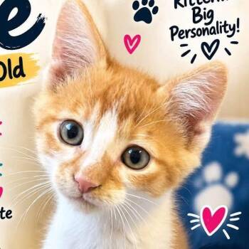 Moe (Holland Cat Cove) -  Domestic Short Hair Cat for Adoption in West Olive, Michigan - Moe (Holland Cat Cove) | PetCurious