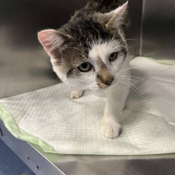 Lumpkin -  Domestic Short Hair Cat for Adoption in Greensboro, North Carolina - Lumpkin | PetCurious