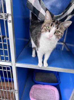 Elaine -  Domestic Short Hair Cat for Adoption in Hoopeston, Illinois - Elaine | PetCurious