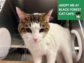 TITO -  Domestic Short Hair Cat Available for Adoption in Fort Wayne, Indiana - TITO | PetCurious