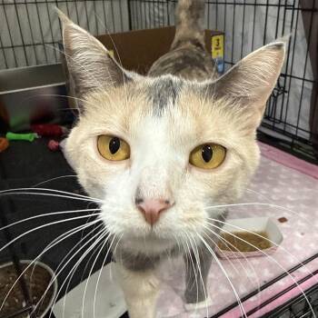 Thelma -  Domestic Short Hair Cat for Adoption in Bismarck, North Dakota - Thelma | PetCurious