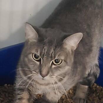 Cookie -  Domestic Short Hair Cat for Adoption in Hemet, California - Cookie | PetCurious
