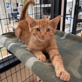 Teddy -  Domestic Short Hair Cat for Adoption in Riverwoods, Illinois - Teddy | PetCurious