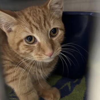 Warlock (Barn Cat) -  Domestic Medium Hair Cat for Adoption in West Olive, Michigan - Warlock (Barn Cat) | PetCurious