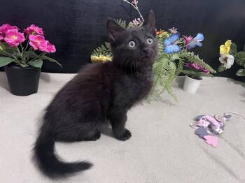 Domestic Short Hair Cats Available for Adoption in Fayetteville, Georgia - Mordecai | PetCurious