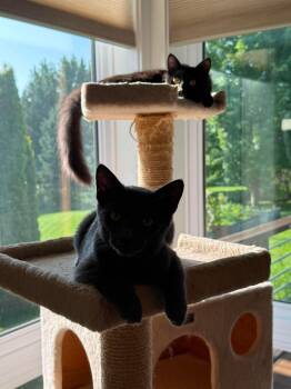 Shimmer & Shade -  Domestic Short Hair Cat for Adoption in Pardeeville, Wisconsin - Shimmer & Shade | PetCurious