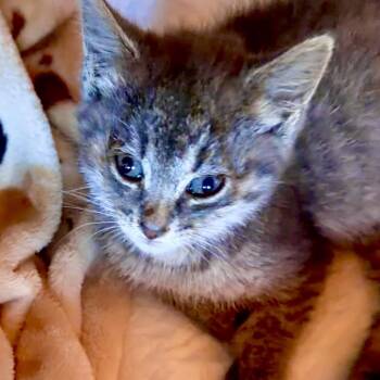 Annie -  Domestic Medium Hair Cat for Adoption in Saugerties, New York - Annie | PetCurious