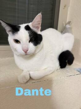Domestic Short Hair Cats Available for Adoption in Evergreen, Colorado - Dante | PetCurious