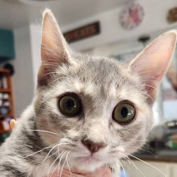 Rescue Domestic Short Hair Cats for Adoption in Arizona City, Arizona - F-Joy | PetCurious