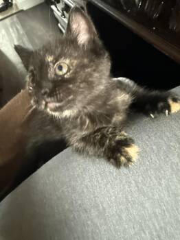 Cyrin -  Domestic Short Hair Cat for Adoption - Cyrin | PetCurious