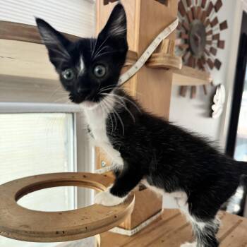 Sesame -  Domestic Short Hair Cat for Adoption in San Francisco, California - Sesame | PetCurious