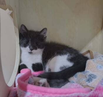 Kai -  Domestic Medium Hair Cat for Adoption in Delson, Quebec - Kai | PetCurious
