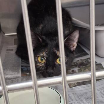 Eden -  Domestic Short Hair Cat for Adoption in Auburn, Alabama - Eden | PetCurious