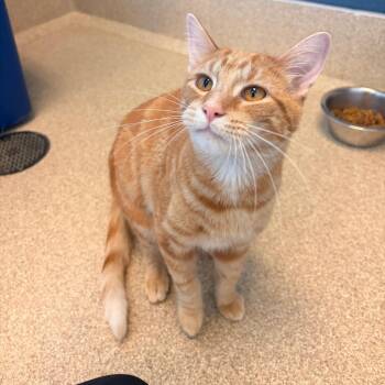 Atwell -  Domestic Short Hair Cat for Adoption in Bristol, Indiana - Atwell | PetCurious