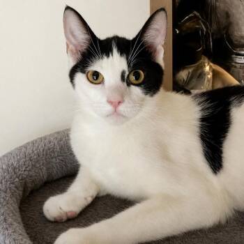 Maverick Montano -  Tuxedo Cat for Adoption in Fresno, California - Maverick Montano | PetCurious