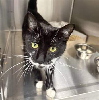 BANDIT -  Domestic Short Hair Cat for Adoption in Indianapolis, Indiana - BANDIT | PetCurious