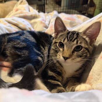Atlas -  American Shorthair Cat for Adoption in Hillsborough, North Carolina - Atlas | PetCurious