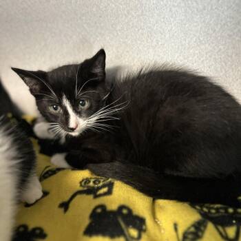 Cat Station -  Domestic Short Hair Cat for Adoption in Davenport, Iowa - Cat Station | PetCurious