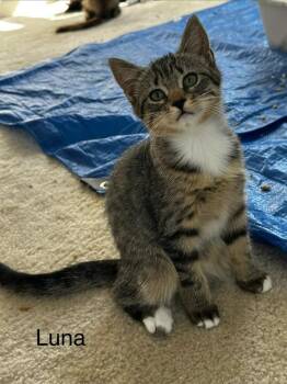 Luna (Lightwell Litter) -  Domestic Short Hair Cat for Adoption in Telford, Pennsylvania - Luna (Lightwell Litter) | PetCurious
