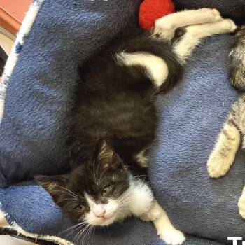Rescue Domestic Short Hair Cats for Adoption in Austin, Texas - Beef | PetCurious