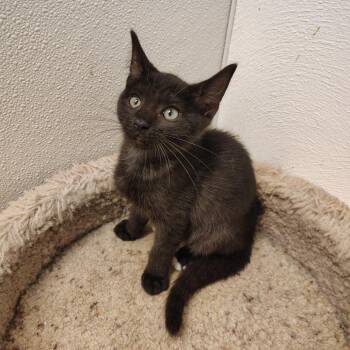 Chow Mein -  Domestic Short Hair Cat for Adoption in Indiana, Pennsylvania - Chow Mein | PetCurious