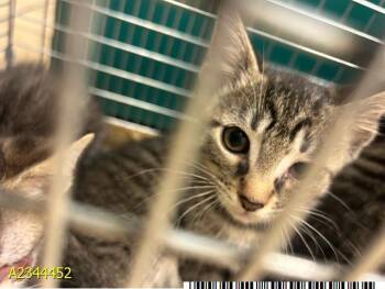 FLYER -  Domestic Short Hair Cat for Adoption in West Palm Beach, Florida - FLYER | PetCurious