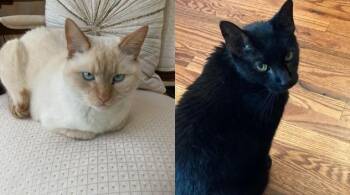 Rescue Domestic Short Hair Cats for Adoption in Alexandria, Virginia - Casper & Midnight (bonded Pair) | PetCurious