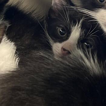 Domestic Short Hair Cats Available for Adoption - Claire | PetCurious