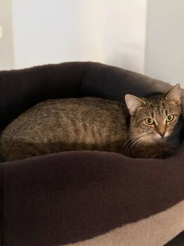 Rescue Domestic Short Hair Cats for Adoption in Champaign, Illinois - Trudy | PetCurious