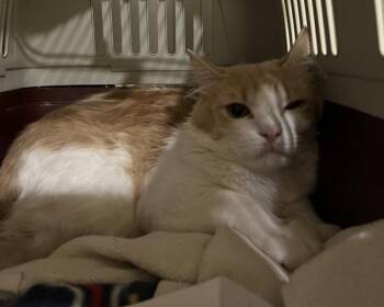 Weare Wolf -  Domestic Long Hair Cat for Adoption in Stratham, New Hampshire - Weare Wolf | PetCurious