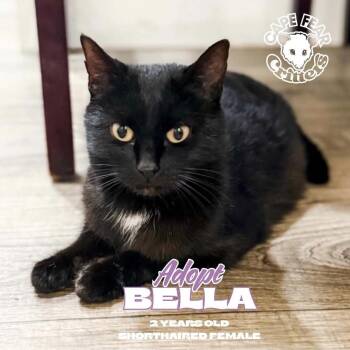Bella -  Domestic Short Hair Cat for Adoption in Wilmington, North Carolina - Bella | PetCurious
