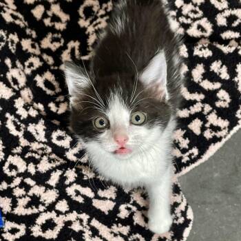 Domestic Short Hair Cats Available for Adoption in Fairmont, West Virginia - Violet | PetCurious