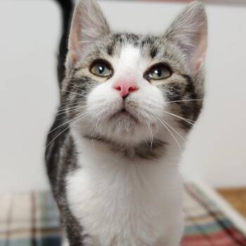 Rescue Domestic Short Hair Cats for Adoption in Belmont, New York - Star | PetCurious