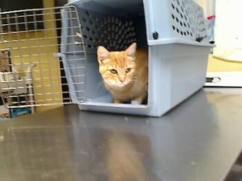 MOMMA HOTEL -  Domestic Short Hair Cat for Adoption in Cookeville, Tennessee - MOMMA HOTEL | PetCurious