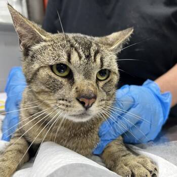Domestic Short Hair Cats Available for Adoption in Summerville, South Carolina - Mark | PetCurious