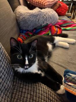 Fuzzy -  Domestic Short Hair Cat for Adoption in Montreal, Quebec - Fuzzy | PetCurious