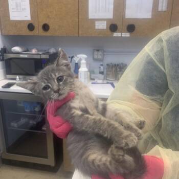 Cisco -  Domestic Short Hair Cat for Adoption in West Palm Beach, Florida - Cisco | PetCurious