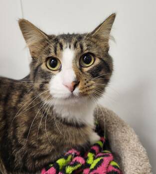 Murdock -  Domestic Medium Hair Cat for Adoption in Grayslake, Illinois - Murdock | PetCurious