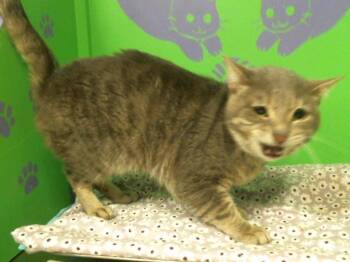 Rescue Domestic Medium Hair and Domestic Short Hair Cats for Adoption in Houston, Texas - A2034888 | PetCurious