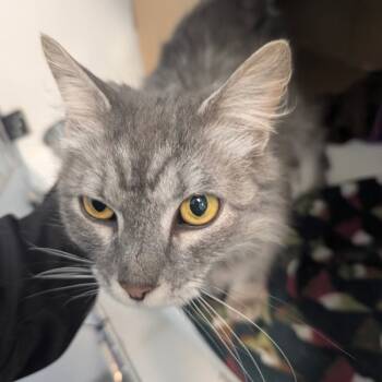 Rescue Domestic Long Hair Cats for Adoption in Des Moines, Iowa - Viola | PetCurious