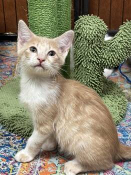 ZITI -  Domestic Short Hair Cat for Adoption in Southaven, Mississippi - ZITI | PetCurious